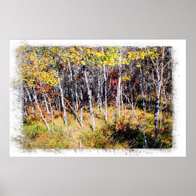 Skriv ut Fall Birch Forest Poster (Framsidan)