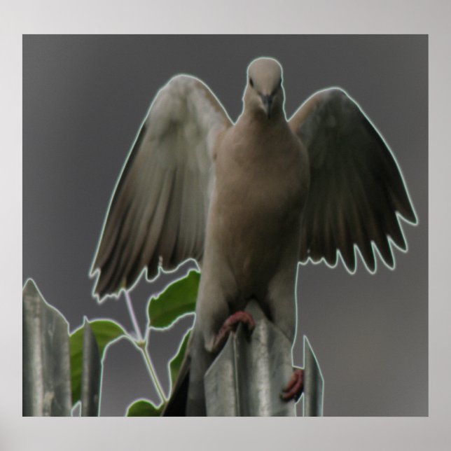 Skriv ut Fallen Angel Dove Poster (Framsidan)