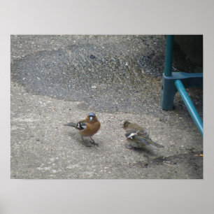 Skriv ut far och chaffinch för chaffinch poster