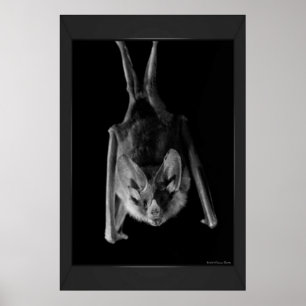 Skriv ut fladdermus poster