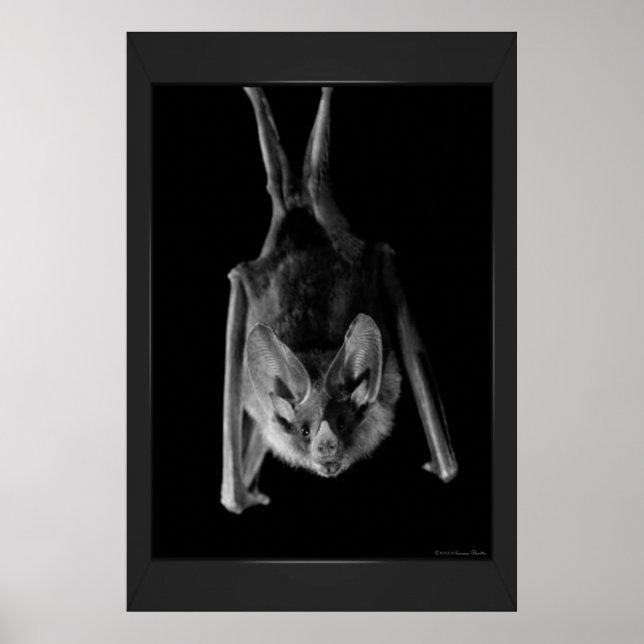 Skriv ut fladdermus poster (Framsidan)