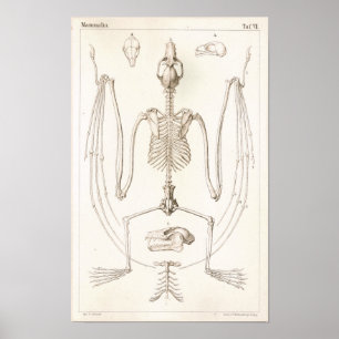 Skriv ut Fladdermus Skeleton Veterinary Anatomy Poster