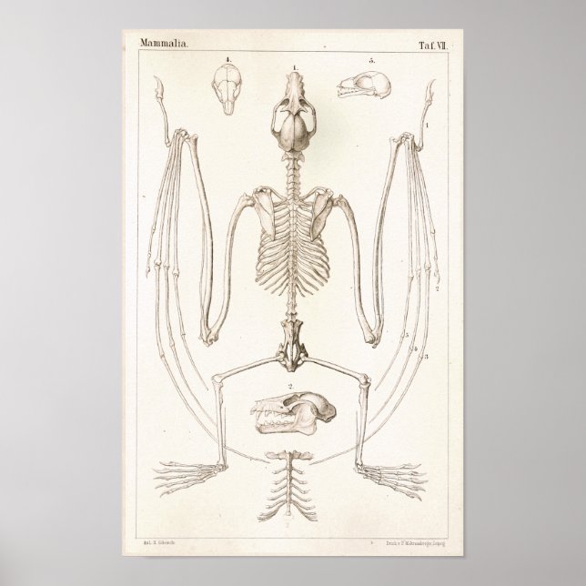 Skriv ut Fladdermus Skeleton Veterinary Anatomy Poster (Framsidan)