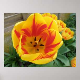 Skriv ut Flame Tulip Poster