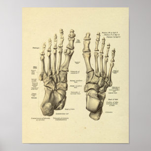 Skriv ut fotfästning, angolutskrift av Tarsal Bone Poster