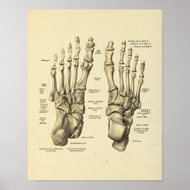 Skriv ut fotfästning, angolutskrift av Tarsal Bone Poster (Framsidan)