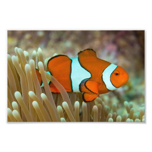 Skriv ut foto för cute Clownfish (Framsidan)