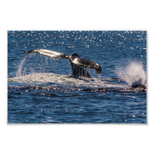 Skriv ut foto för Humpback Whale Svan Fluke (Framsidan)