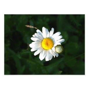 Skriv ut fotoblomma med vit Daisy Fototryck