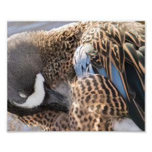 Skriv ut fotografi med blå Anka