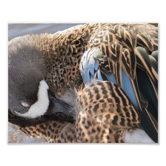 Skriv ut fotografi med blå Anka (Framsidan)
