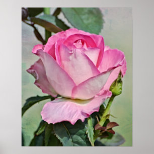 Skriv ut fotokonst i rosa ros poster