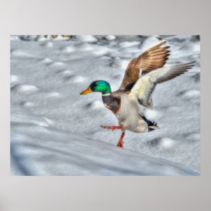Skriv ut fotot på landningsmallard Anka Wildlife Poster