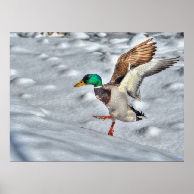 Skriv ut fotot på landningsmallard Anka Wildlife Poster (Framsidan)