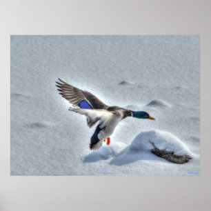 Skriv ut fotot på landningsmallard Anka Wildlife Poster