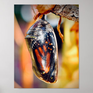 Skriv ut fotoväggsdekoder för monarch Butterfly-fo Poster
