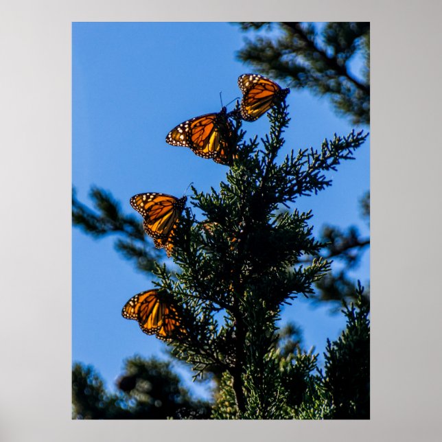 Skriv ut fyra monarch Butterflies Poster (Framsidan)