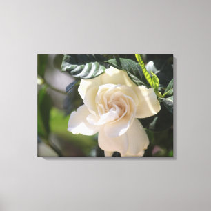 Skriv ut galleriet för vit Magnolia Wrapped Canvas