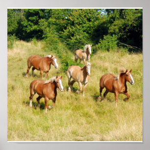 Skriv ut gamla utkasthästar poster