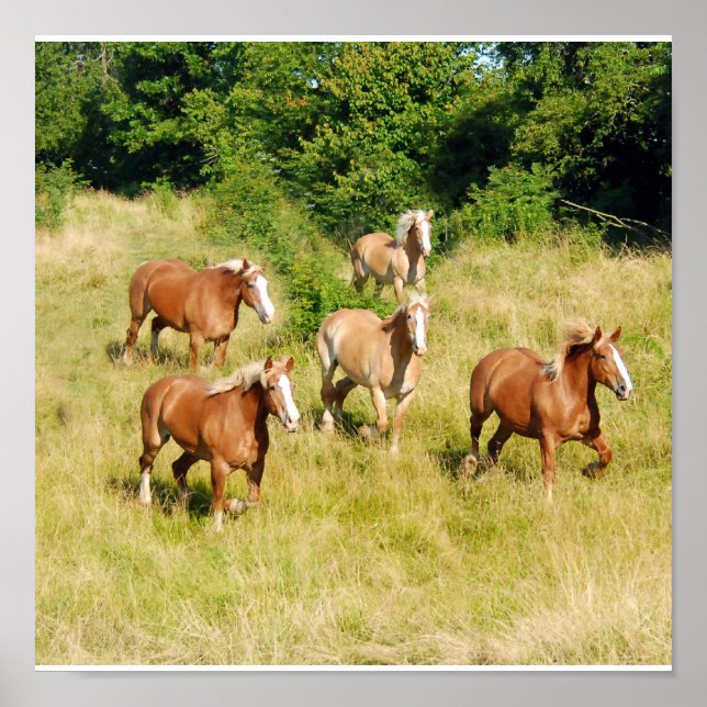 Skriv ut gamla utkasthästar poster (Framsidan)