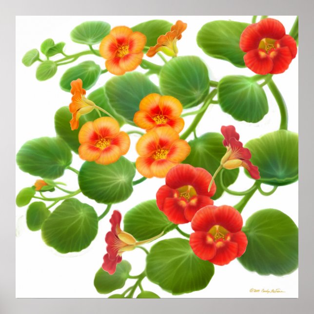 Skriv ut Garden Nasturtium Flowers Poster (Framsidan)