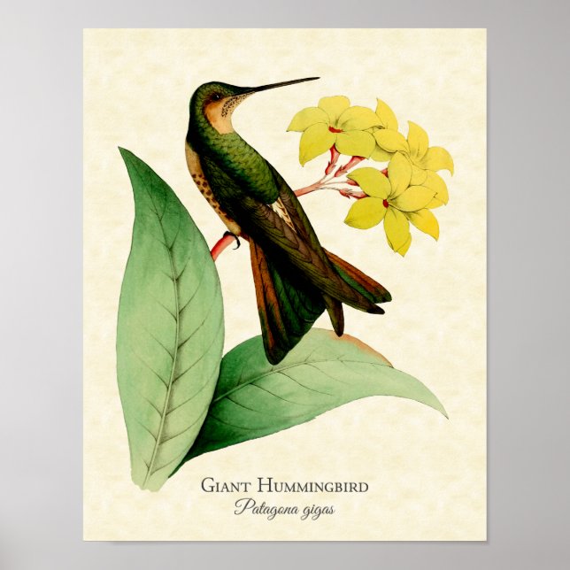 Skriv ut Giant Hummingbird Art Poster (Framsidan)