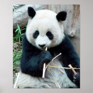 Skriv ut Giant Panda Poster
