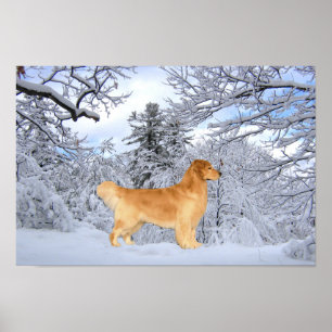 Skriv ut Golden Retriever Danny Boy Poster