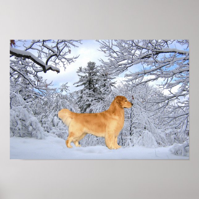 Skriv ut Golden Retriever Danny Boy Poster (Framsidan)