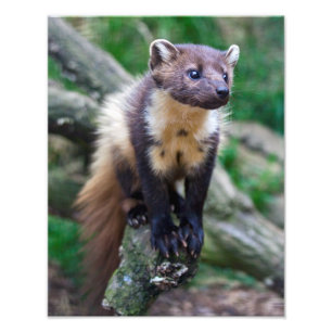 Skriv ut gräs Marten Fototryck