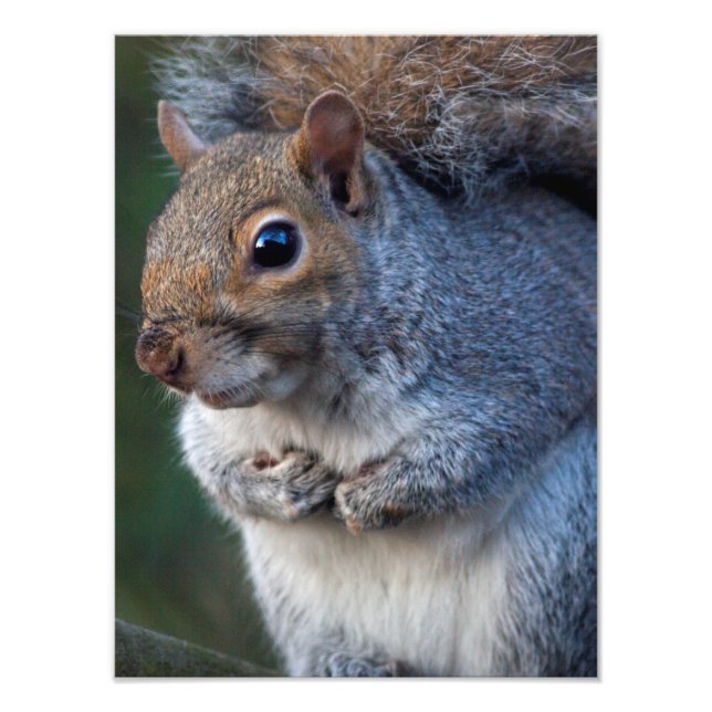 Skriv ut grått-ekorrar fototryck (Framsidan)