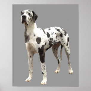 Skriv ut great dane Harlequin Poster