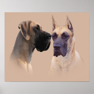 Skriv ut great dane Kung i Hundar Poster