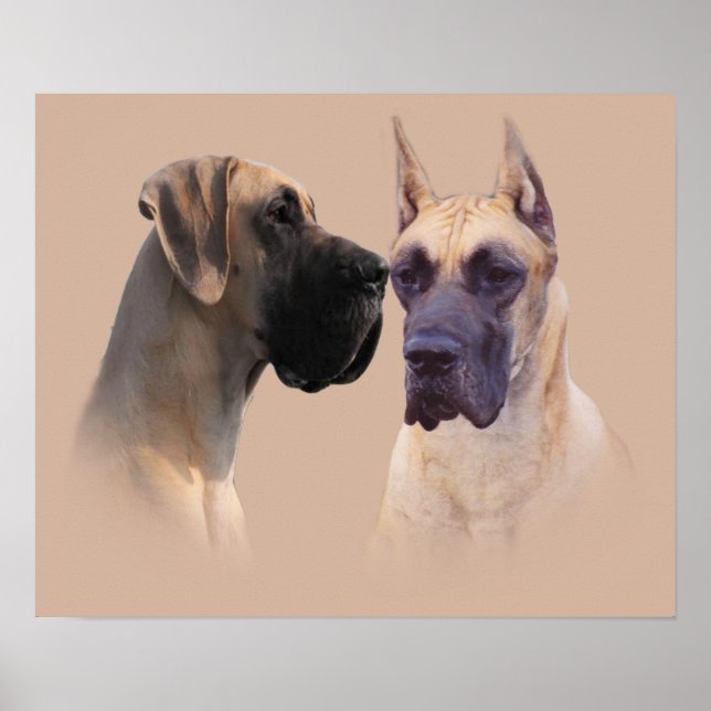 Skriv ut great dane Kung i Hundar Poster (Framsidan)