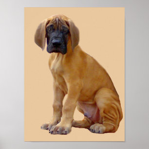 Skriv ut great dane Kung i Hundar Poster