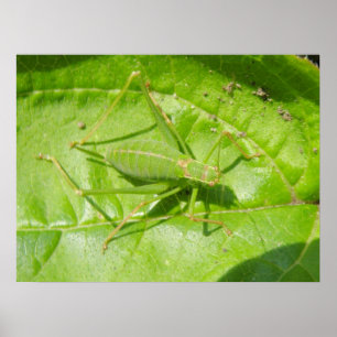 Skriv ut grönt Cricket Camouflage Poster