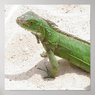 Skriv ut grönt Lizard Poster
