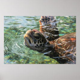 Skriv ut: Grönt Sea Turtle Poster