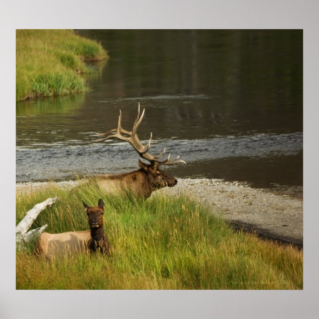 Skriv ut gulstenspatchar poster (Framsidan)