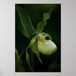 Skriv ut gult poster