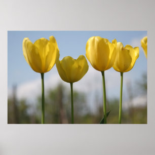 Skriv ut gult Tulips Poster