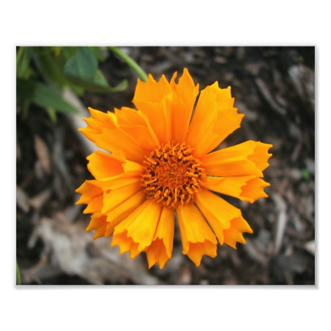 Skriv ut gultens blomma fototryck (Framsidan)