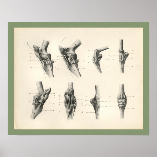 Skriv ut häftbenet Bones Joints Veterinary Anatomy Poster (Framsidan)