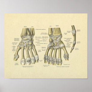 Skriv ut hand Wrist Finger Anatomy Bones Poster