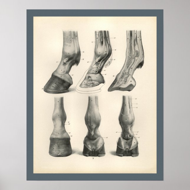 Skriv ut häst Foot Hoof Veterinary Anatomy Poster (Framsidan)