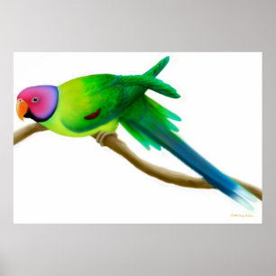 Skriv ut helig parakit-parrot i plommon poster