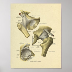 Skriv ut hep Pelvis Joint Anatomy Bones Poster