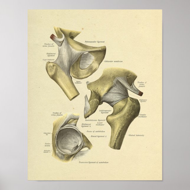 Skriv ut hep Pelvis Joint Anatomy Bones Poster (Framsidan)