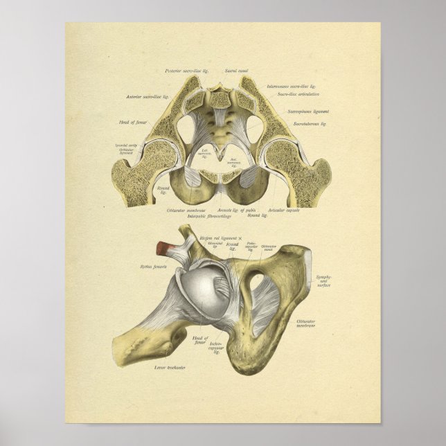 Skriv ut hep Pelvis Joint Anatomy Bones Poster (Framsidan)