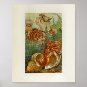Skriv ut Hermit Crab Sea Anemone Marine Life Print Poster